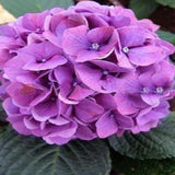 Multicolor Rare Perennial Plant Potted Flower Geranium Seed Bonsai Pelargo