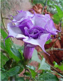 Flower seeds BLACK CURRENT SWIRL Angels Trumpet Datura seeds Fragrant Purpl