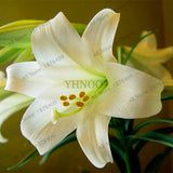 Big sale,100pcs/bag Lilium  seeds double lily flower seeds lilium flower bo