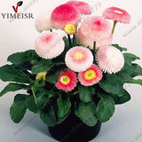 English Daisy seeds Bellis perennis Rare bonsai chrysanthemum flower seeds