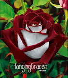 Hot Sale!White Red Edge Rose Seeds Garden Seeds Plants Potted Rose Rare Flo