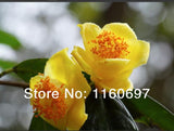 Free Shipping new 2014   flower seeds  35pcs yellow camelia seed for home g