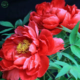 Peony seeds potted paeonia suffruticosa seeds peony flower red colors varie