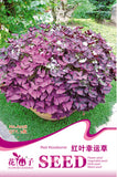 1 original pack 2pcs Red woodsorrel Oxalis seeds, perennial Ornamental flow