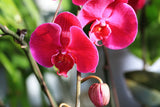 New Arrival!Rare Bonsai Flower red Butterfly Orchid Seeds Beautiful Garden