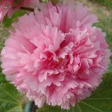 Flower seeds bonsai Peony Seeds   Pale Rose  DOUBLE PEONY POPPY Papaver Flo