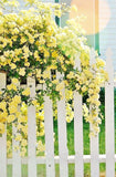 Flower Seeds100 Yellow Climbing Roses Seeds semenatsvety garden Bright and