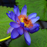 Hydroponic Flowers Small Water Lily Seeds Mini Lotus Seeds Bonsai Seeds Set