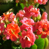 Free Shipping  Kalanchoe Flower Seeds Strange Beautiful Flowers Exotic Flow