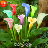 New Seeds 2017!100 pcs/Pack Rare Calla Lily Seeds,Rhizomes High Survival Ra