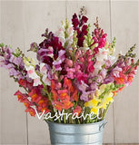 Mixed Color Snapdragon Antirrhinum  1000 Pcs  Flower Seeds  / Bag  Easy to