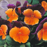 BELLFARM Pansy Viola Tricolor Hardy Flower Seeds, 50 seeds, professional pa