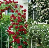 FLOWERS seeds Climbing Rose Seeds,  , Perennials , fence, pillar, shed gard