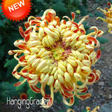 Big Sale!Fireworks Shape Orange Chrysanthemum Flower Seeds Softcover Bonsai