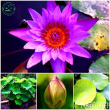 lotus flower, lotus seeds, plants aquatic plants aquatic water lily flowers