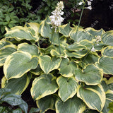 ZLKING 20pcs Hosta Plantaginea Seeds Flower Fire And Ice Shade White Lace H