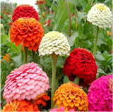 flowers  seeds One hundred days grass 30 Zinnia Seeds, indoor plants flower