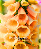 Big Sale! 100 Pcs/Lot Foxglove flower seeds Fall Seasons kinds of flowers p