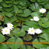 Europe Nymphaea Herbs Water lily Seeds, 1 Seeds/pack, Bonsai White Lotus Fl