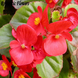 Hot: 50PC / Bag Rare Begonia Seeds Flower Seeds , 20 Colors Bonsai Seeds Fr