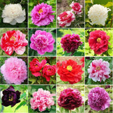 Chinese Peony Root Seeds 5pcs Bonsai Garden Potted Colourful flower 20 vari