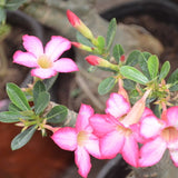 1 pcs Pink Desert Rose Seeds Potted Flowers Seeds Ornamental Plants  Obesum