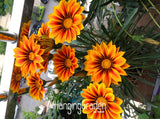 Big Sale!Gazania seeds multicolor mixed Seed beautiful gazania Flower seeds