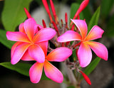 Heirloom 5 Seeds Plumeria mixed Colors Flower Colorful Fresh & High Quality