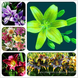 Heirloom Lilium Lily Flower Fragrant Perennial Flower Cheap Optimized 50 Se