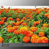 Mixed Chrysanthemum Seeds Perennial Flowering Rose Pink Orange Yellow Red M