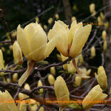 Bright Yellow Yulan Magnolia Flower Seeds, 15 Seeds/Pack, Yulan Flower Magn