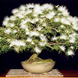 New arrival!20pcs/bag Albizia flower seeds,albizia julibrissin seeds,bonsai