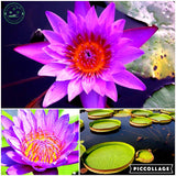 lotus seeds,lotus flower, plants aquatic plants aquatic water lily flowers