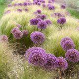 Free shipping 50pcs Giant Allium Globemaster Allium Giganteum Flower Seeds