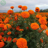 Flower seeds bonsai Giant Yellow & Orange CrackerJack Marigolds! 30 Seeds F