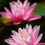 1 Package 8 Beautiful Pink Lotus Water Lily Seeds Rich Aroma High Germinat