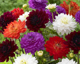 Dahlia Seeds   Mixed Colour Rare Dahlia pinnata Flowers Seed! Perennial Pla