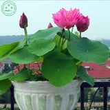 Lotus Seeds , Flower Seeds, Diy Potted Plants, Indoor / Outdoor Pot Seed Ge