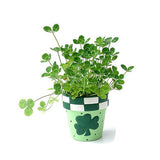 Clover seeds,small indoor flowers four leaf clover seed, lucky clover bonsa