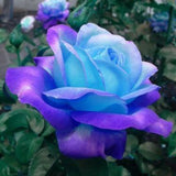 Rare! 50 PC Rare Blue Pink Roses,the balcony potted roses series of flower