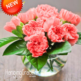 Hot Sale!200 seeds/pack Shallow Red Carnation Seeds Potted Courtyard Garden