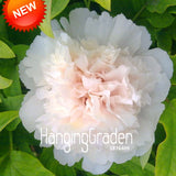 New Arrival!Multicolor Heap Heart Chiese Peony Flower Seeds Potted Flowers