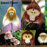 Dracula Simia Monkey Face A Variety Of Perennial Flower Seeds , 100 Seeds /