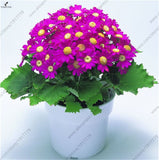 True Cineraria Seed, Pericallis hybrida(Blue, red, pink) Bonsai potted Flow