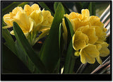 Bonsai yellow clivia seeds. 10PC balcony plant flower seeds-in Bonsai from