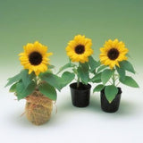 Mini Dwarf sunflower seeds sunflower series height 40cm Flower Seed   5 pcs