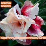 New arrive professional package 5 PCS "Roman dancing" Adenium Obesum seeds