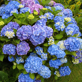 New Arrival!50 pcs/bag rare Giant Vanilla Strawberry Hydrangea Flower Seeds