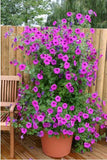 Flower Seeds bonsai Petunia Seeds Shock Wave Mix 200 Pelleted Seeds of NEW