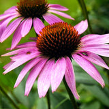 Echinacea Seed Rare "Double" Of Perennial Echinacea , 50 Seeds / Bag , Ha C